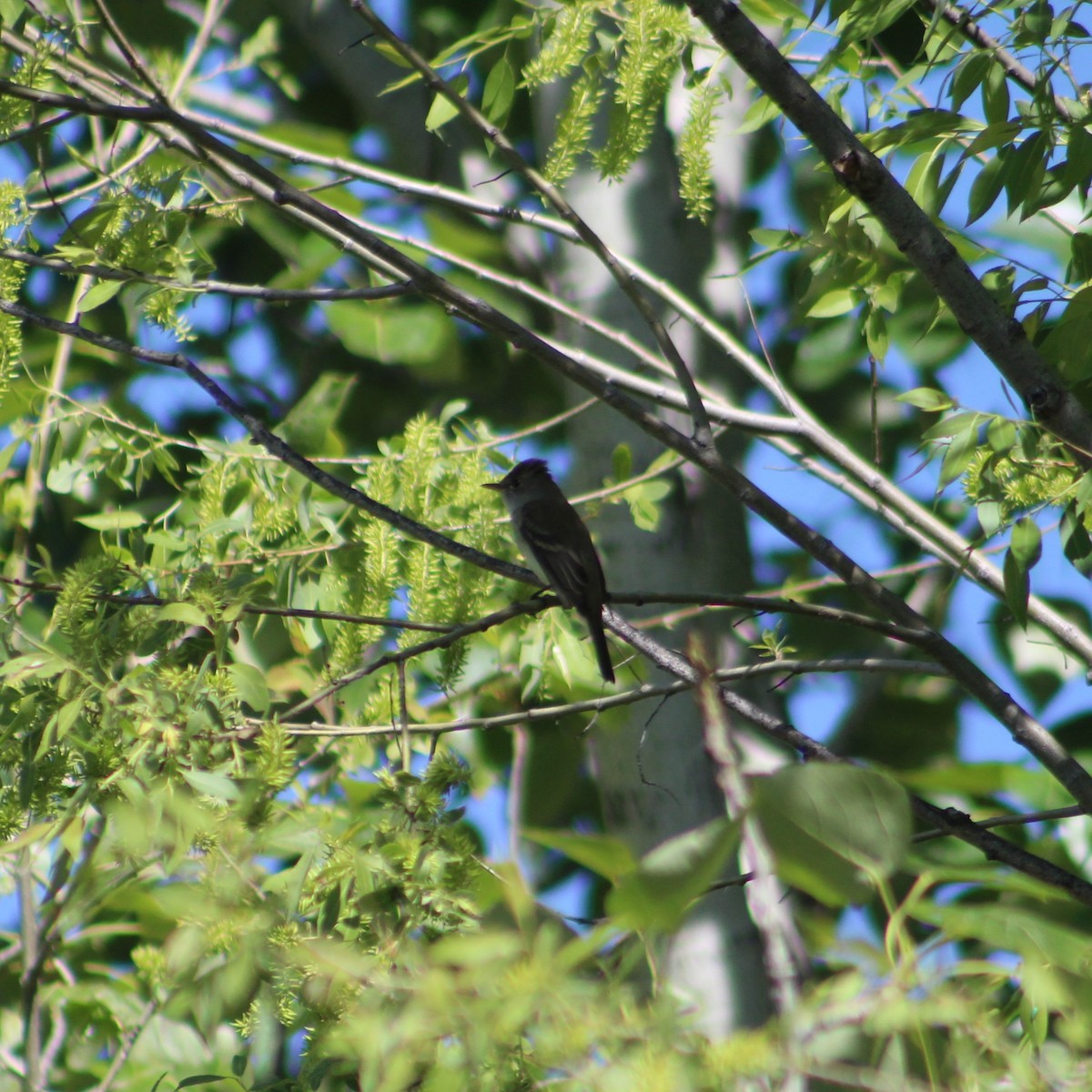 Willow Flycatcher - ML619616771