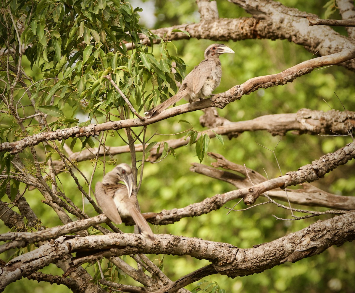 Indian Gray Hornbill - ML619616773