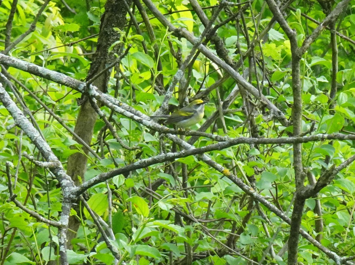 Golden-winged Warbler - Barbara O'Neill