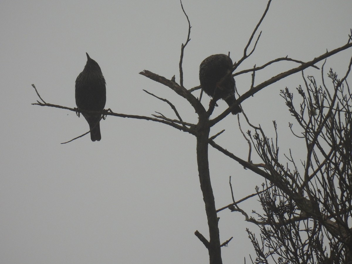 European Starling - Silvana Mallo