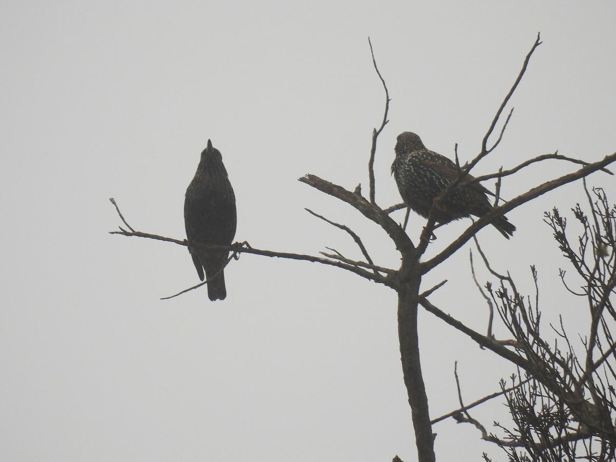 European Starling - Silvana Mallo