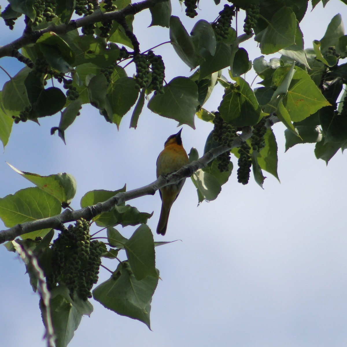 Bullock's Oriole - ML619616785