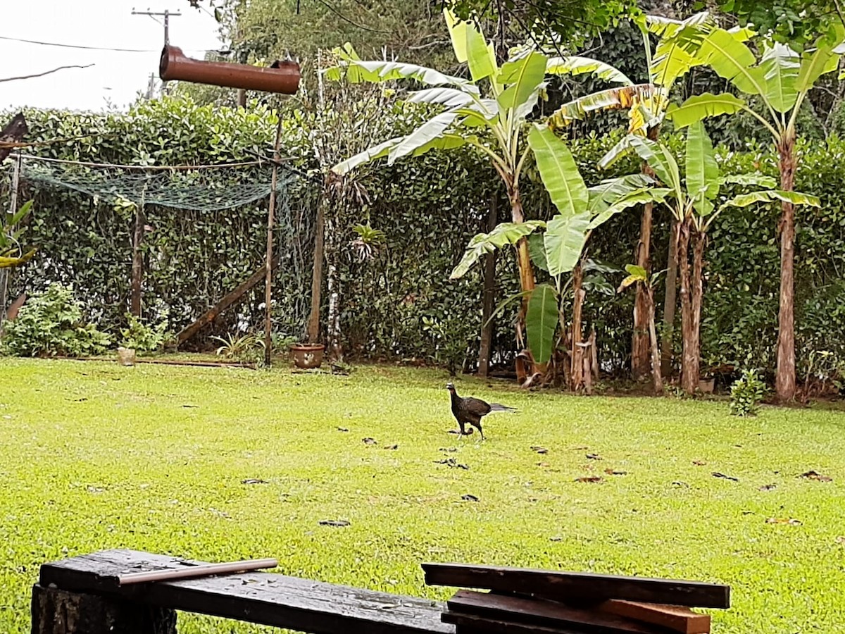 Dusky-legged Guan - Silvio Cardoso