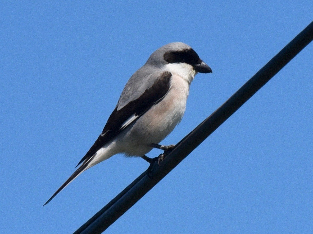 Lesser Gray Shrike - nukhet barlas