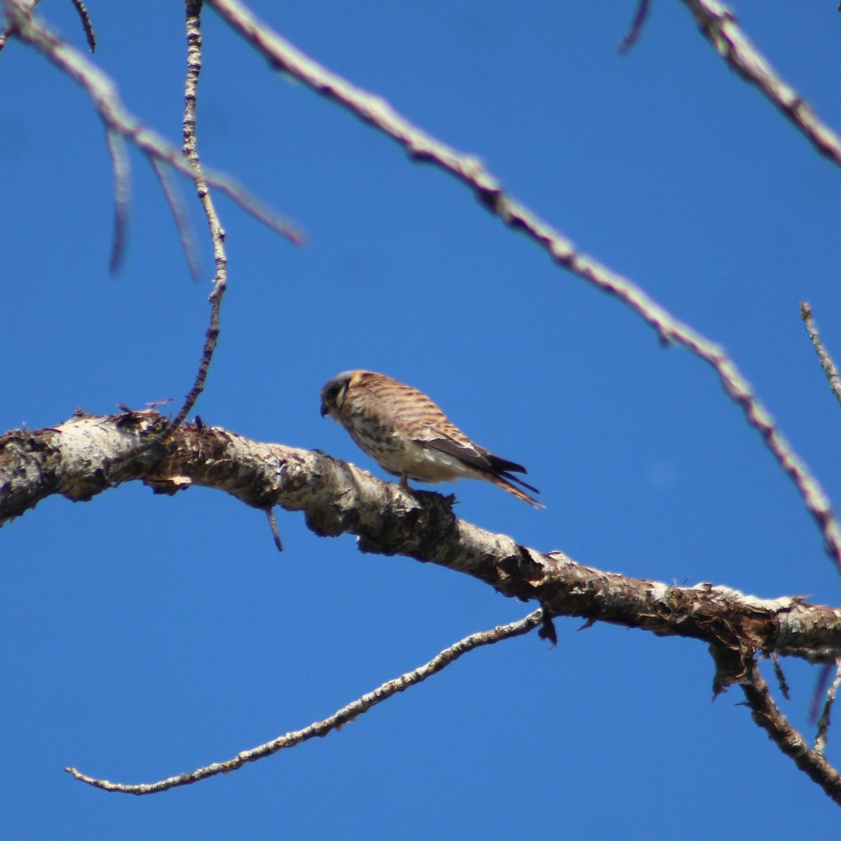 Belatz amerikarra - ML619616791