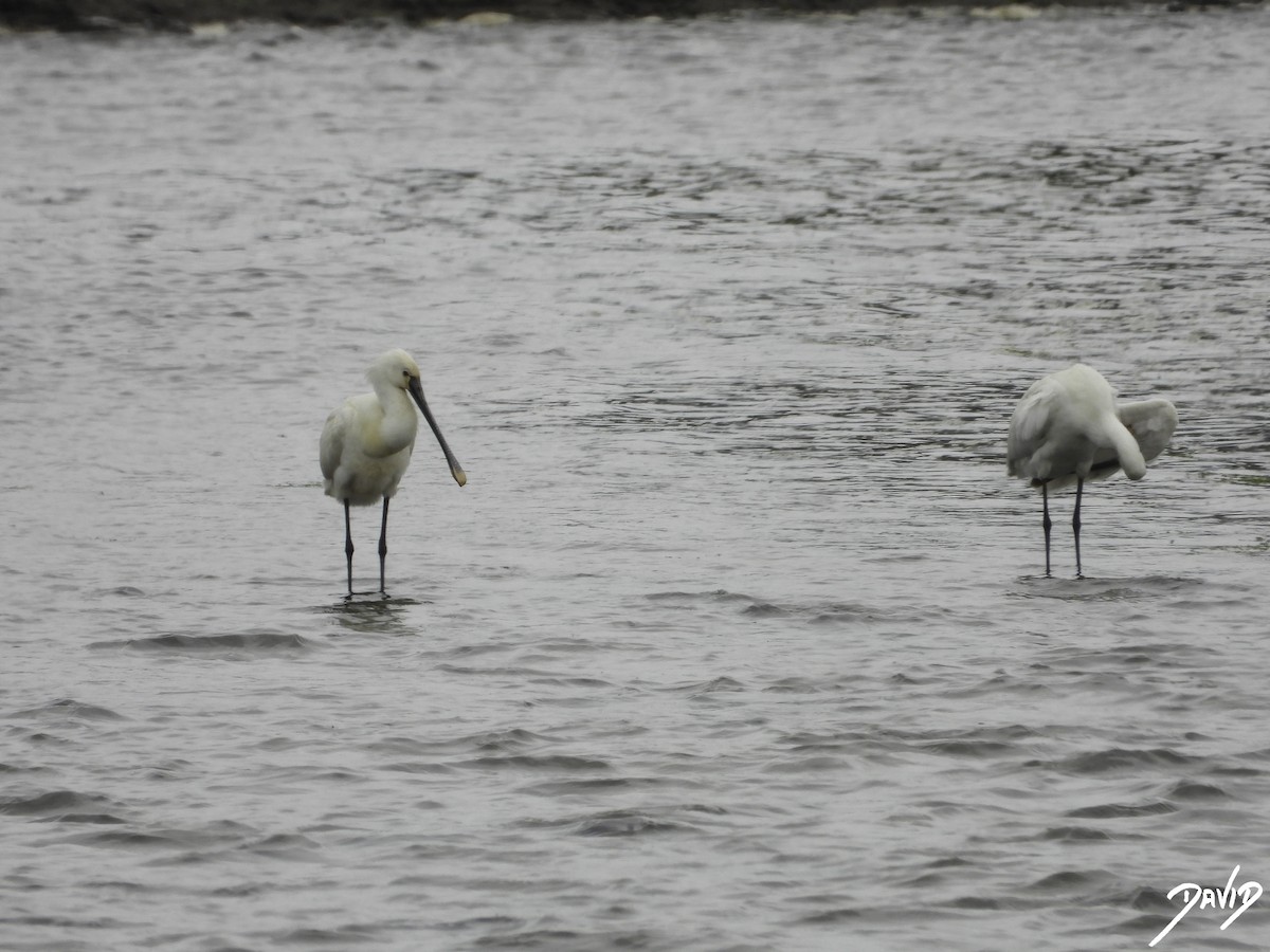 Eurasian Spoonbill - David Alonso Otero