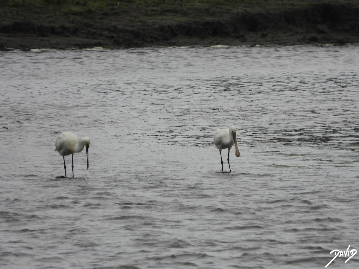 Eurasian Spoonbill - David Alonso Otero