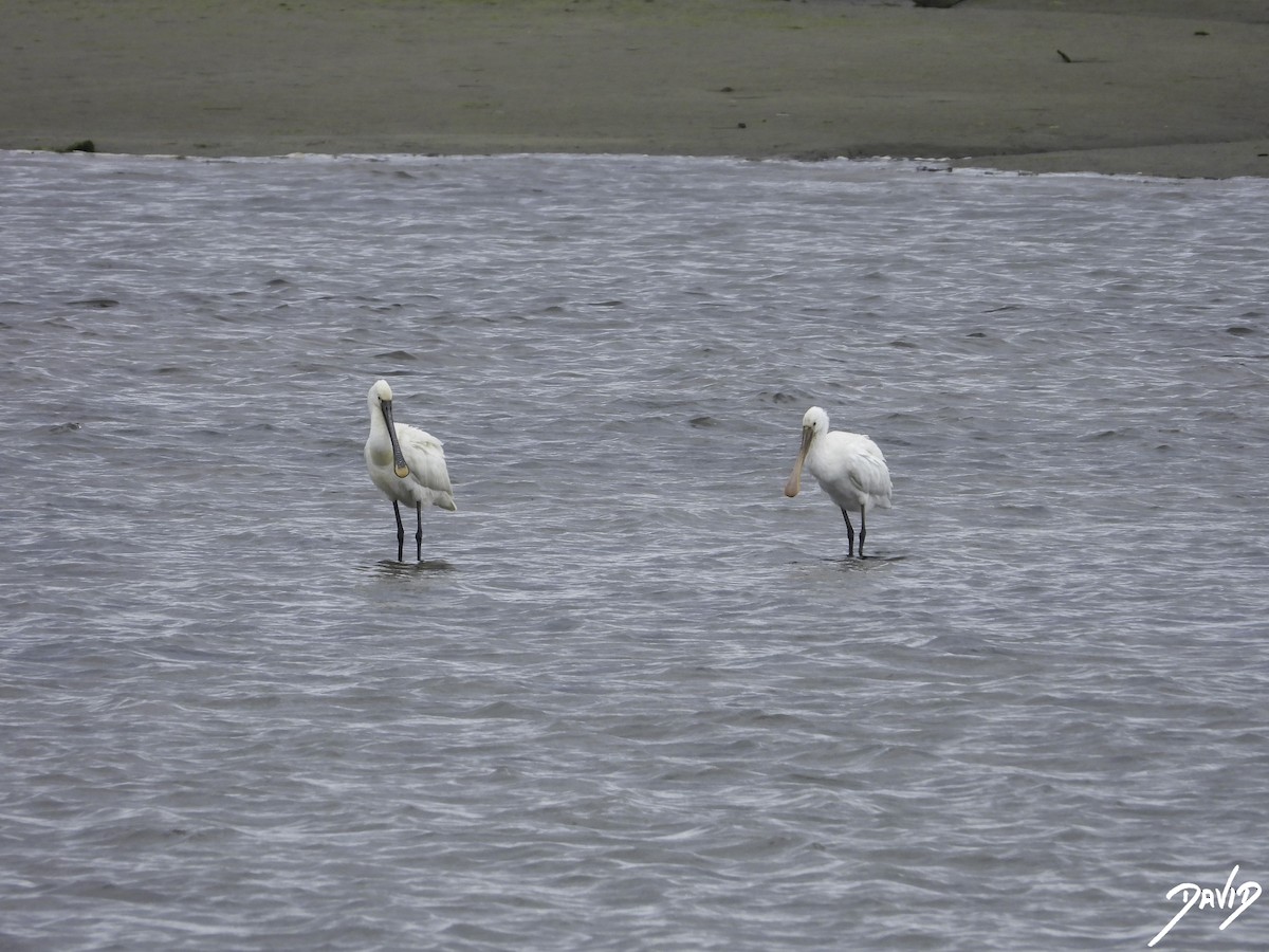 Eurasian Spoonbill - David Alonso Otero