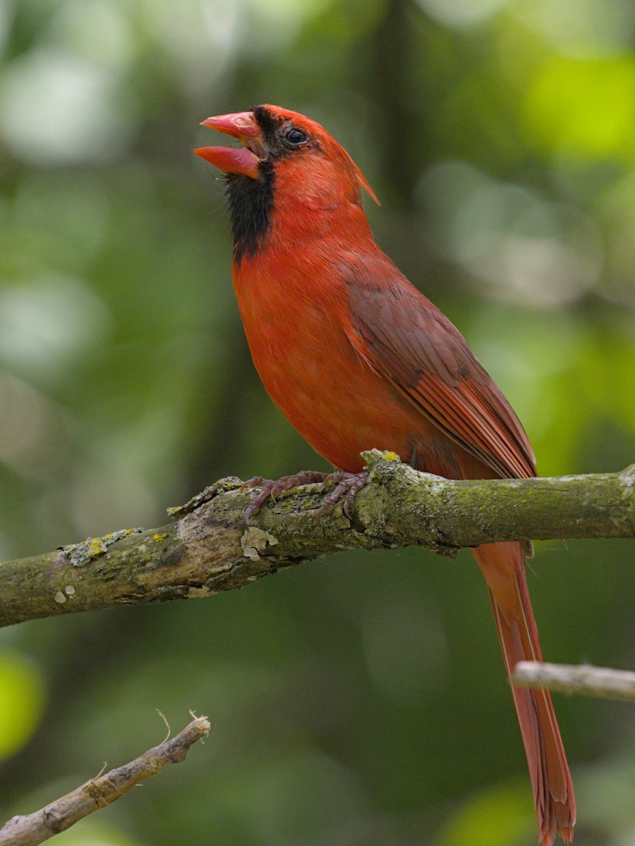 Cardinal rouge - ML619616802