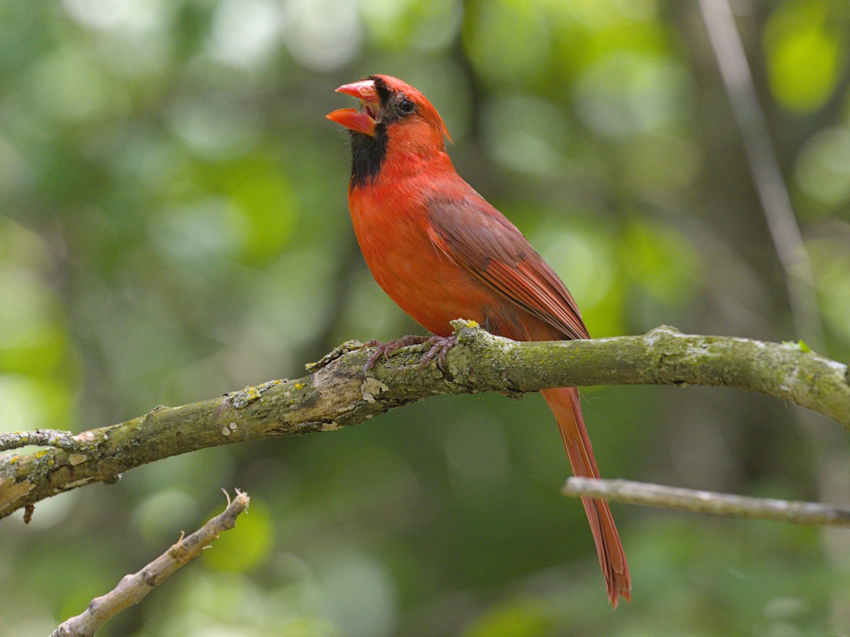 Cardinal rouge - ML619616803