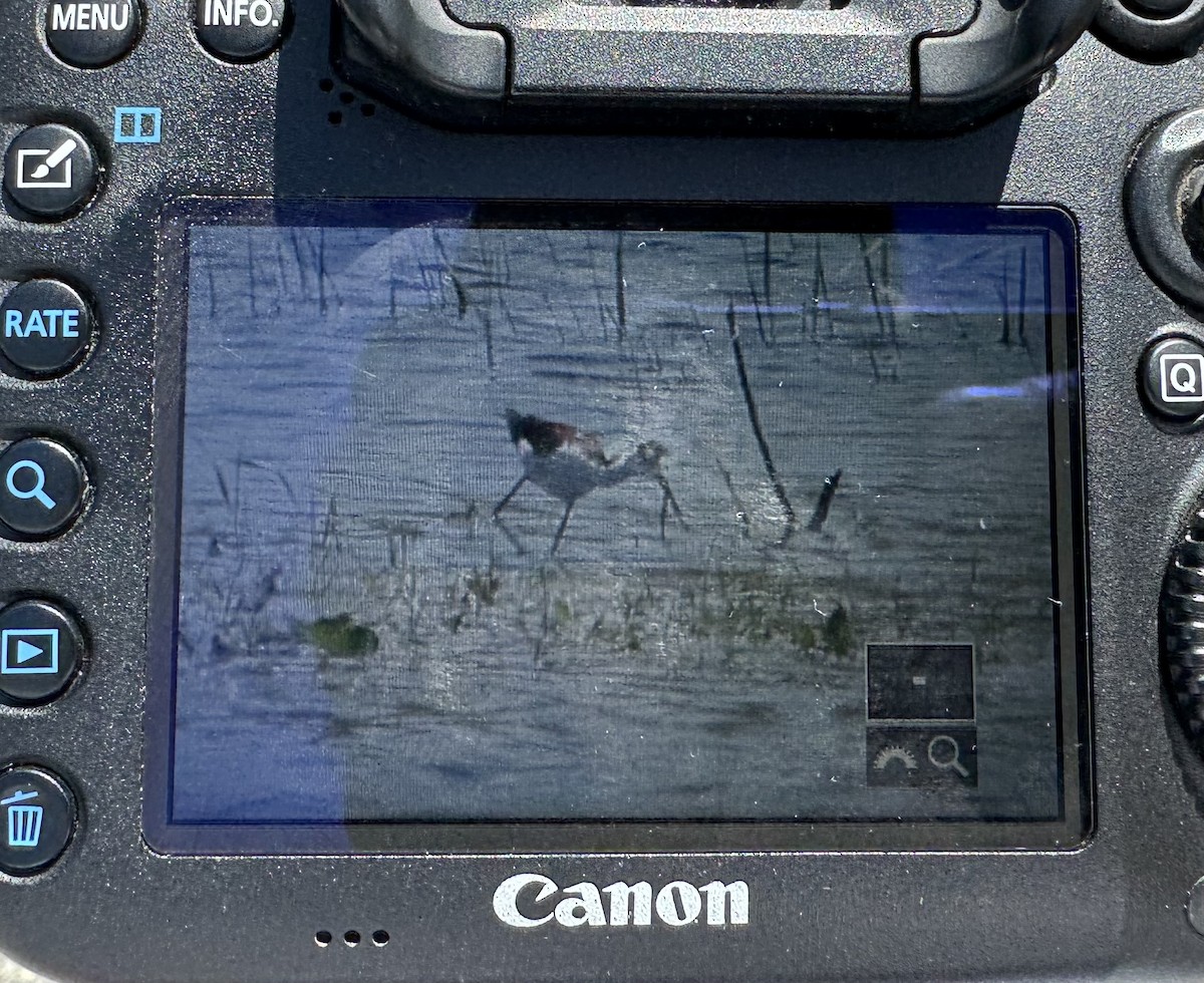 Black-necked Stilt (Black-necked) - ML619616804