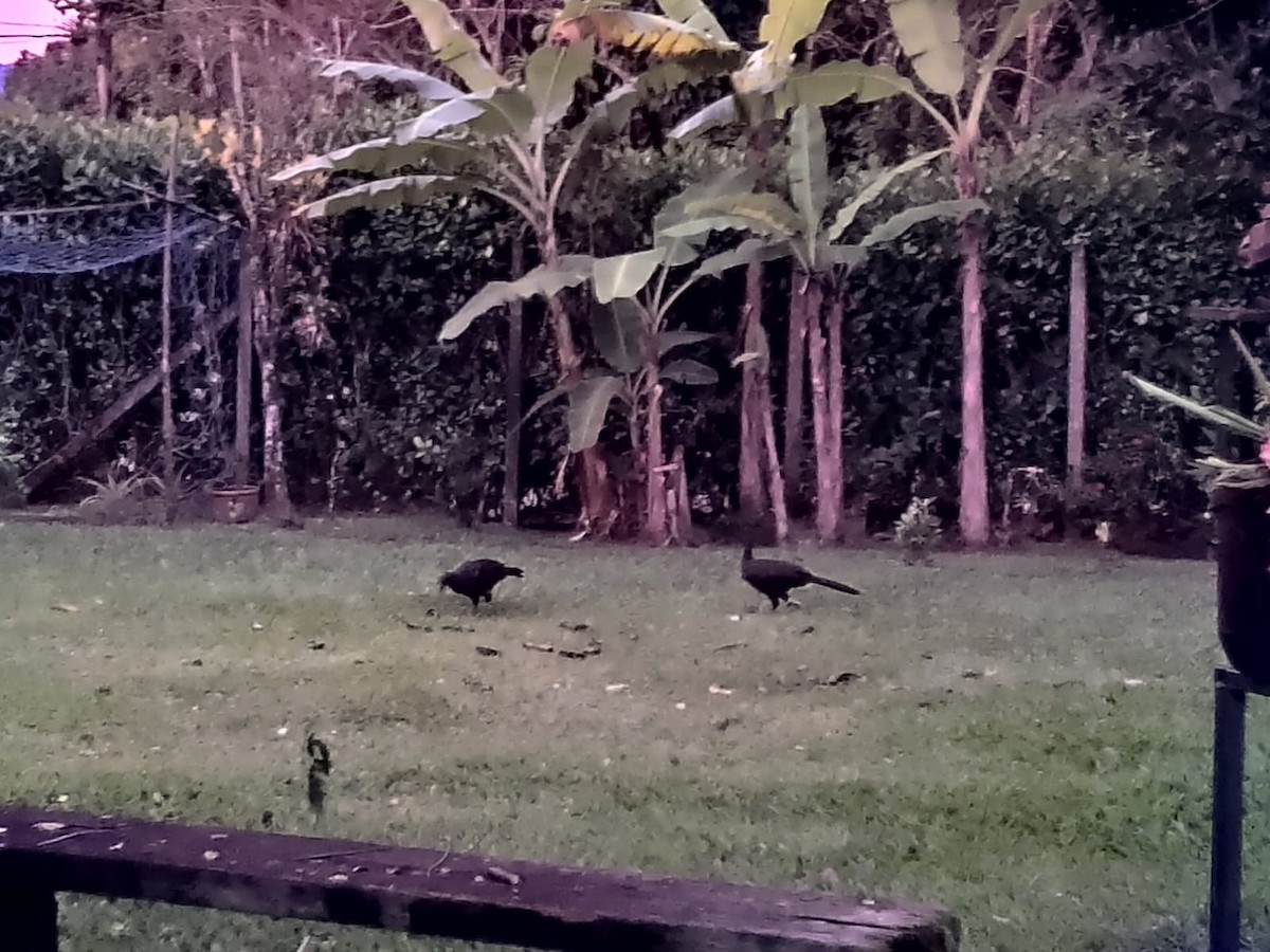 Dusky-legged Guan - Silvio Cardoso