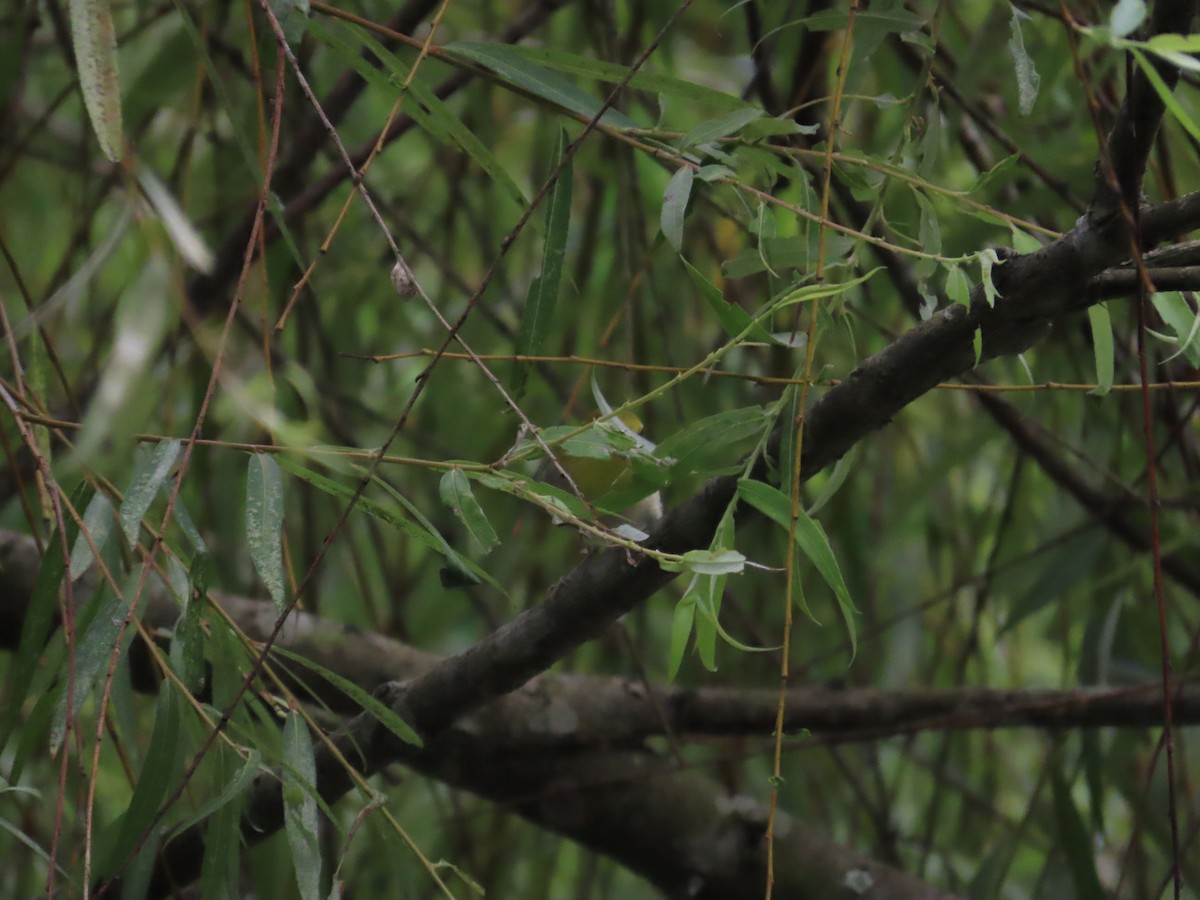 Swinhoe's White-eye - 韋勳 陳