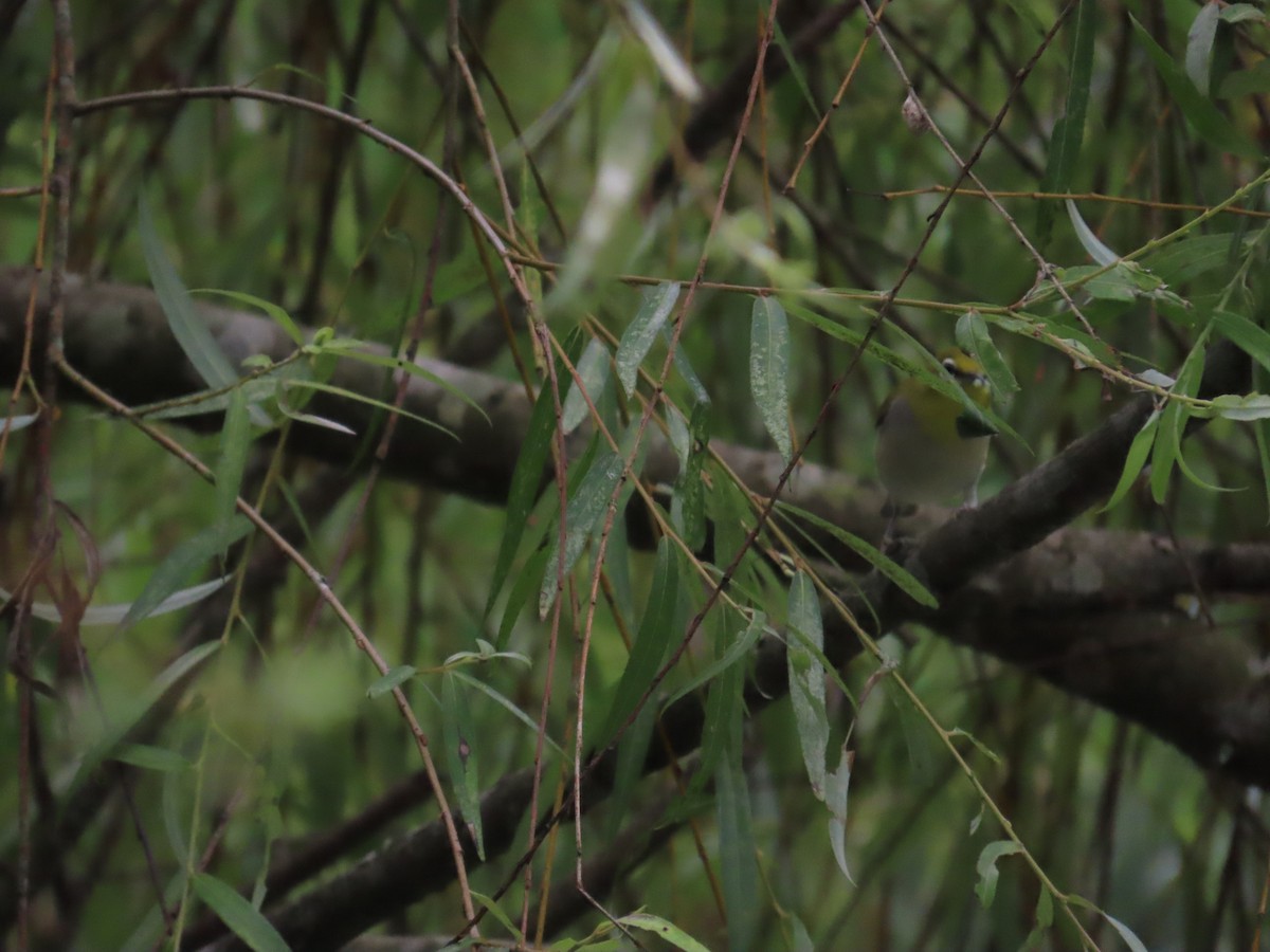 Swinhoe's White-eye - 韋勳 陳