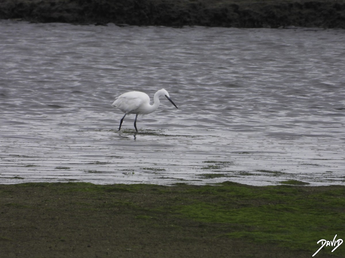 Little Egret - David Alonso Otero