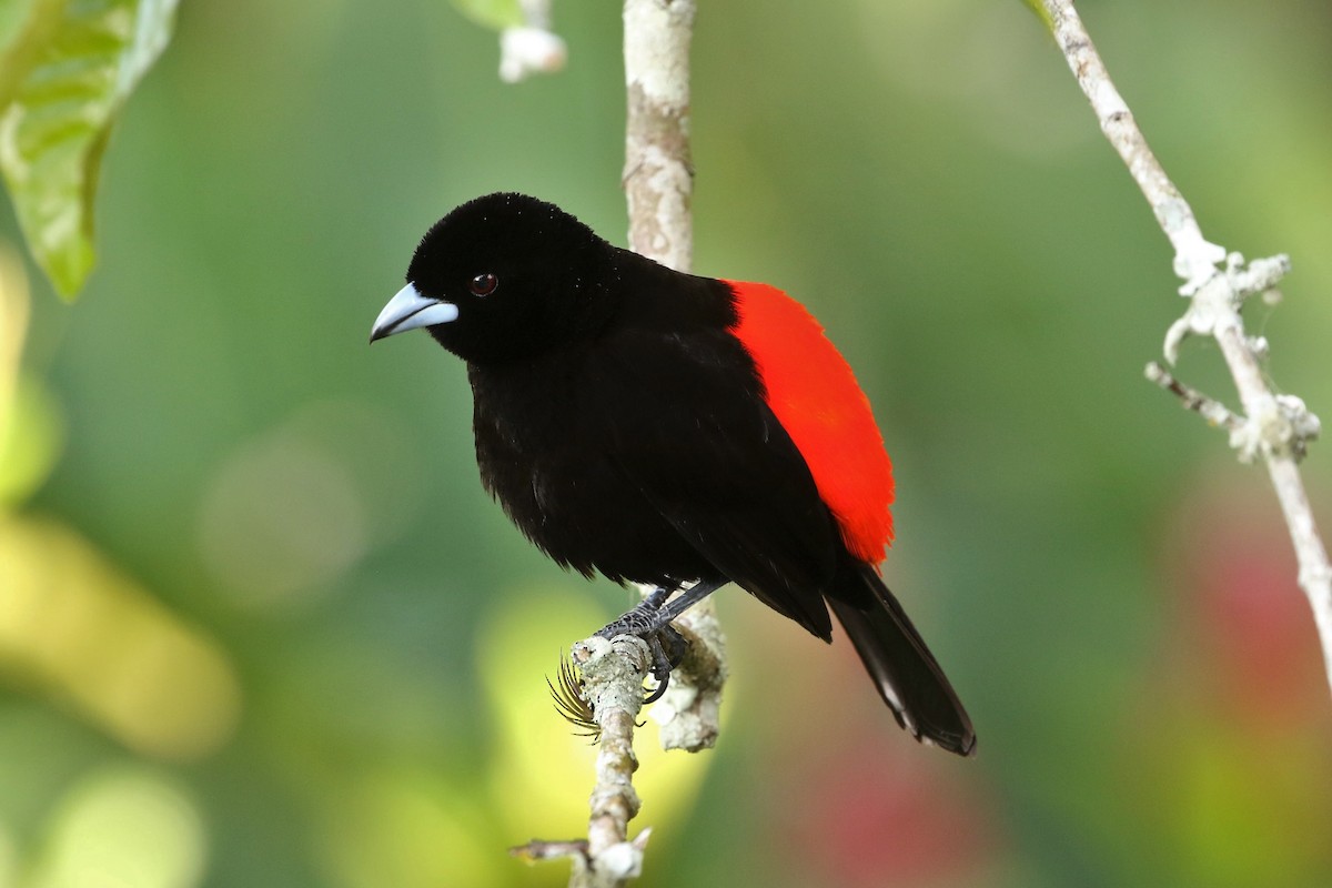 Scarlet-rumped Tanager - John and Milena Beer