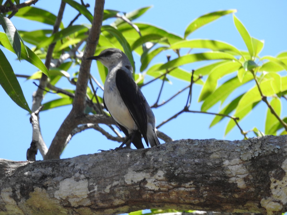 Tropical Mockingbird - Andy Weber