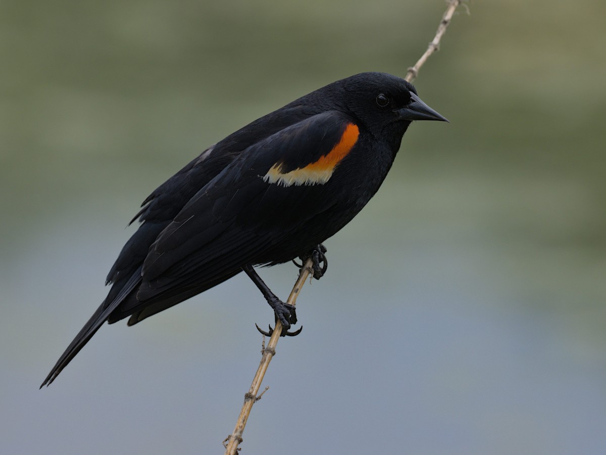 Red-winged Blackbird - Philip Steinhoff