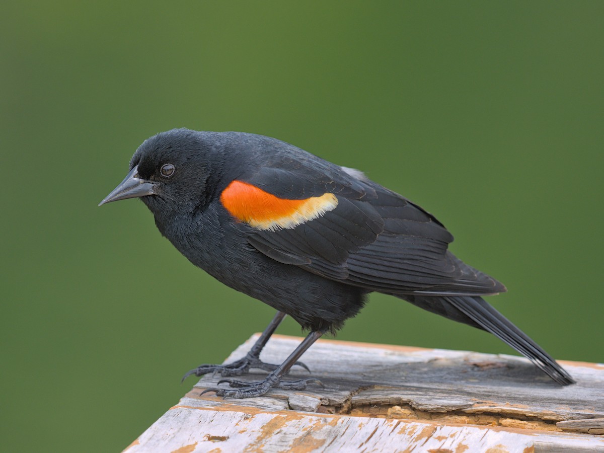 Red-winged Blackbird - Philip Steinhoff