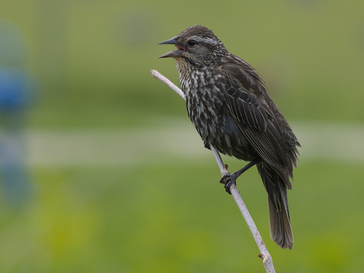 Red-winged Blackbird - Philip Steinhoff