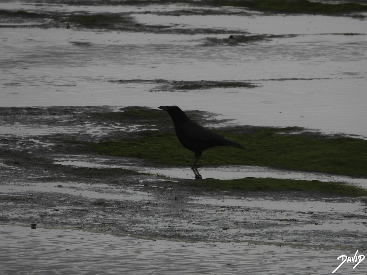 Carrion Crow - David Alonso Otero