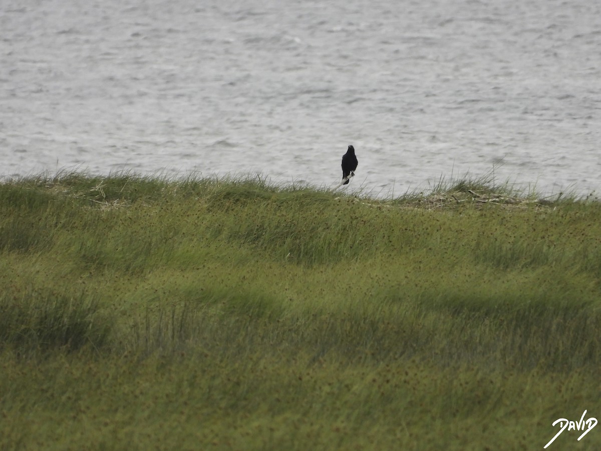 Carrion Crow - David Alonso Otero