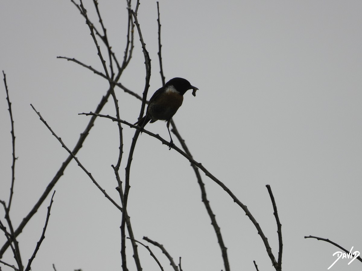 European Stonechat - David Alonso Otero