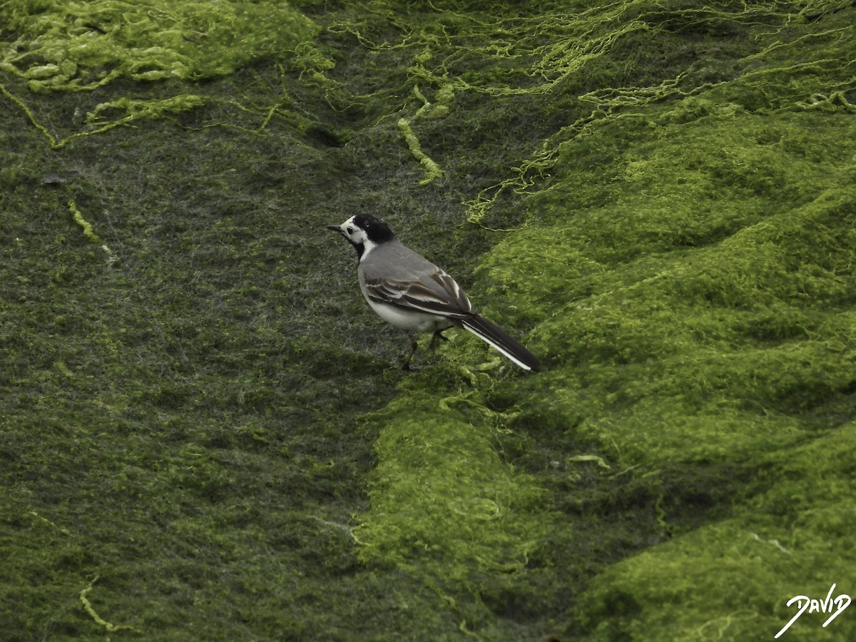 White Wagtail - David Alonso Otero