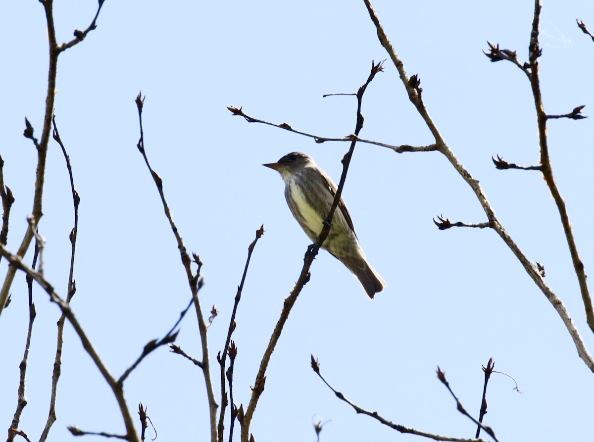 Olive-sided Flycatcher - ML619616841