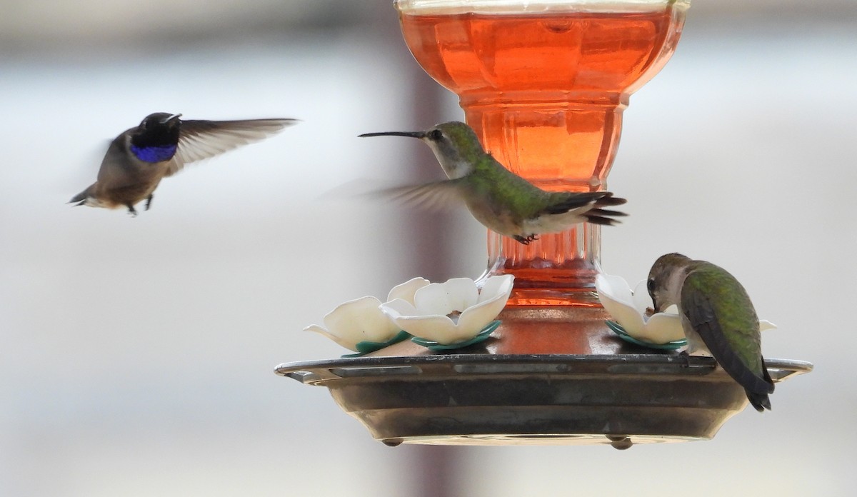 Black-chinned Hummingbird - Tresa Moulton