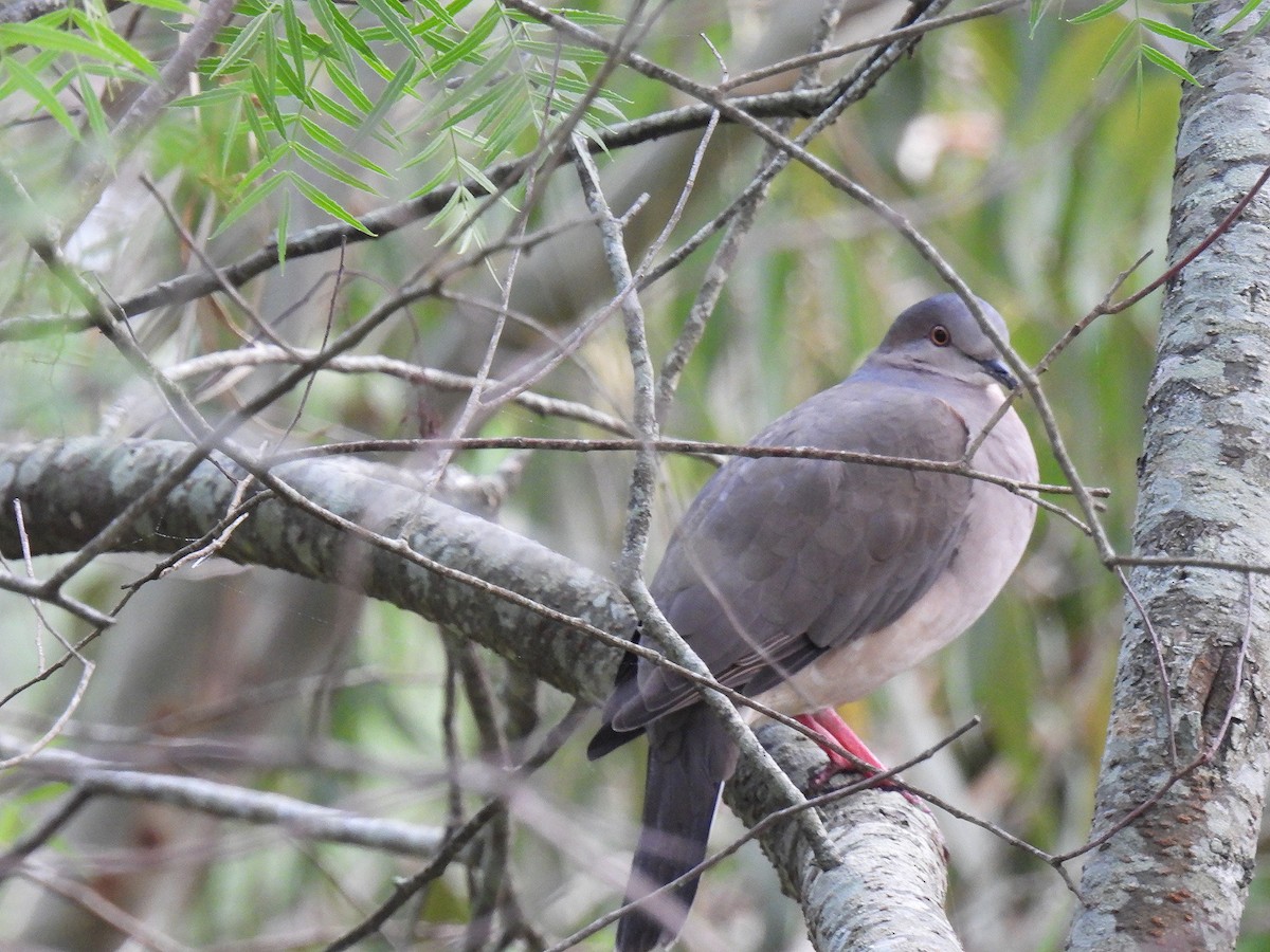 White-tipped Dove - Silvana Mallo