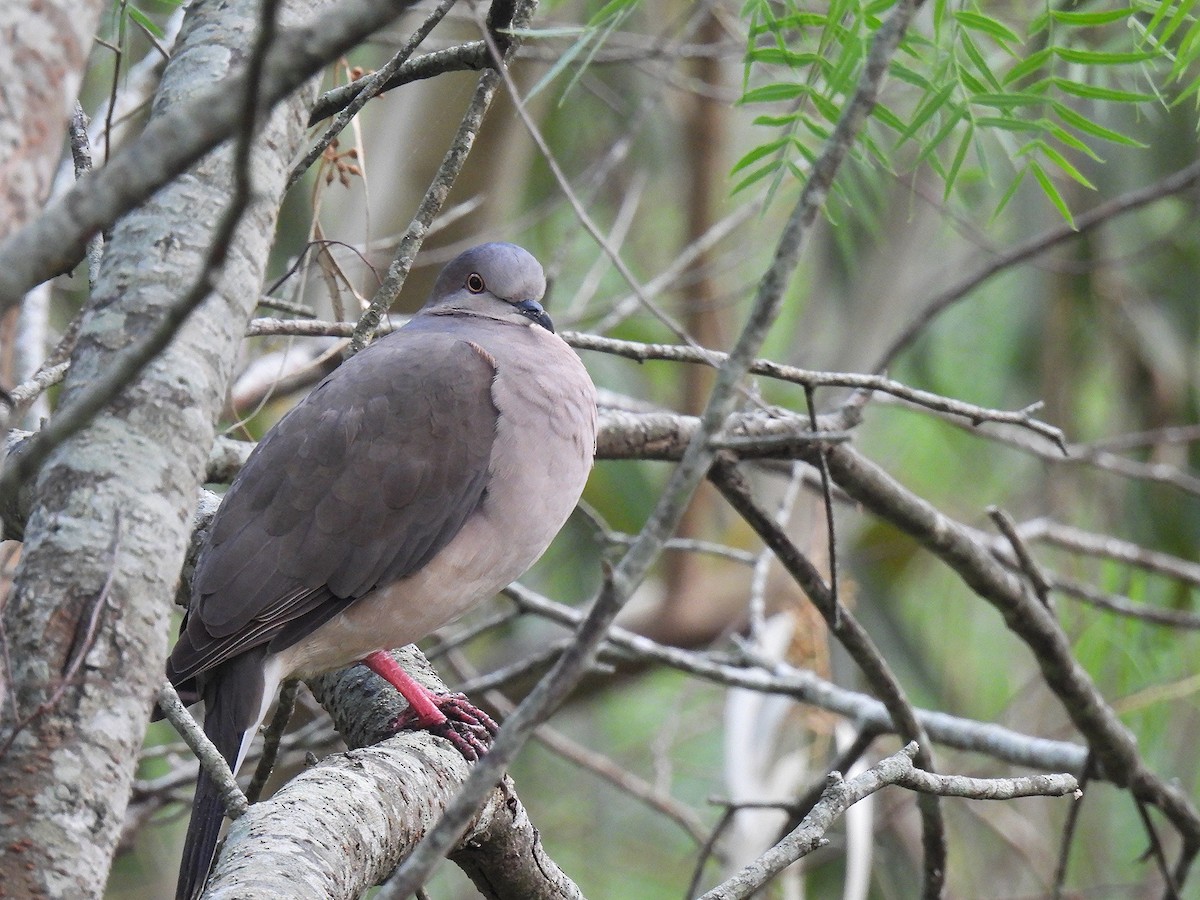 White-tipped Dove - Silvana Mallo