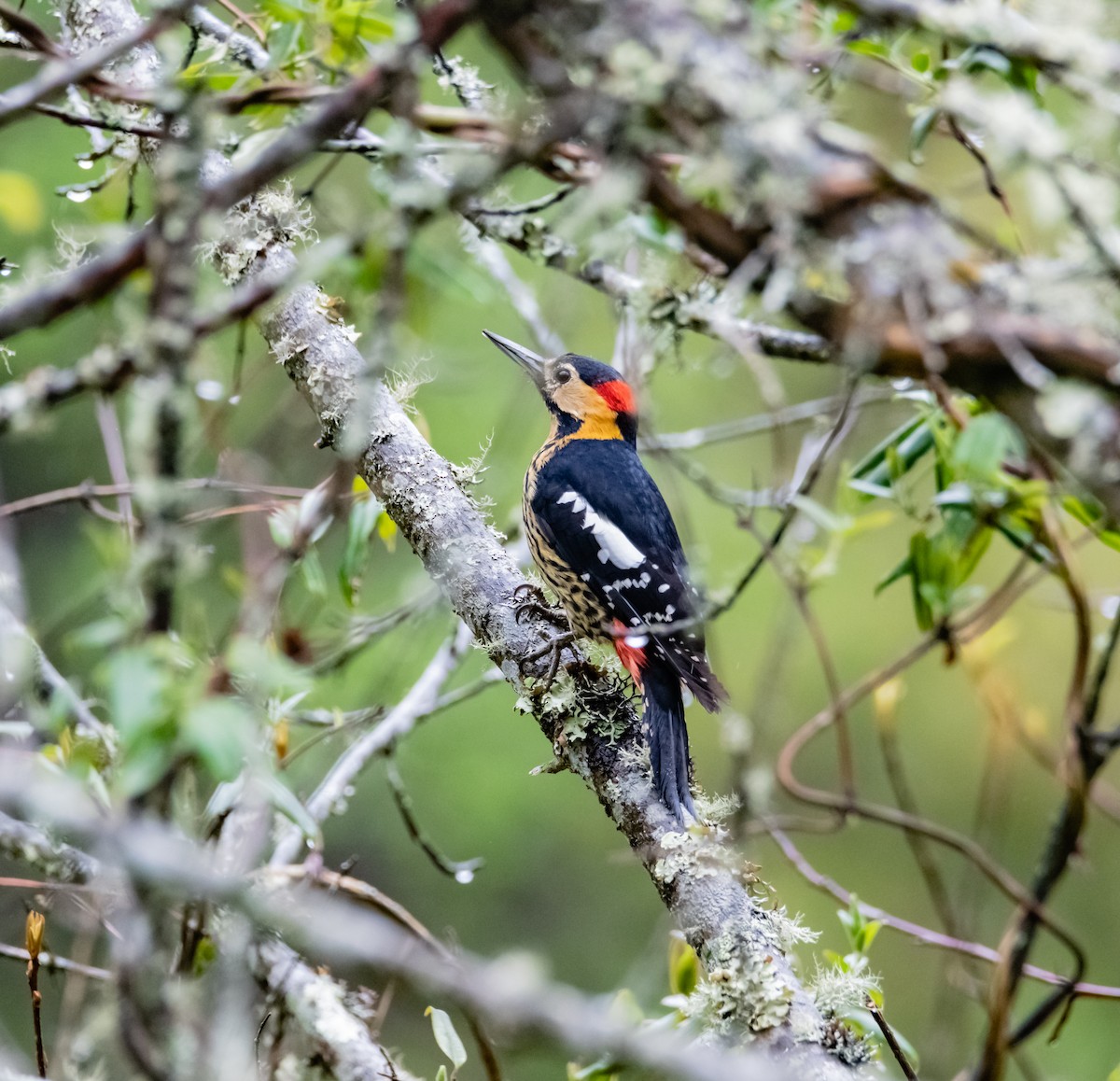 Darjeeling Woodpecker - Arun Raghuraman