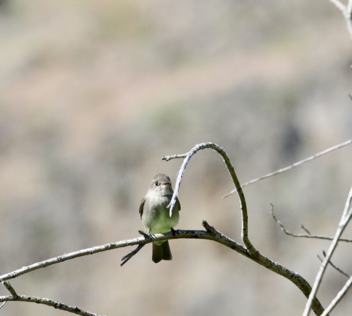 Mosquero sp. (Empidonax sp.) - ML619616858