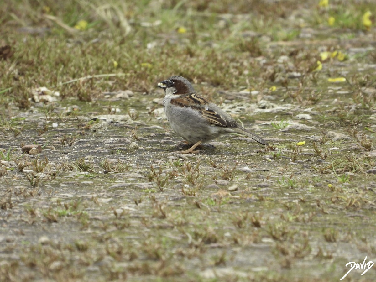 House Sparrow - ML619616860