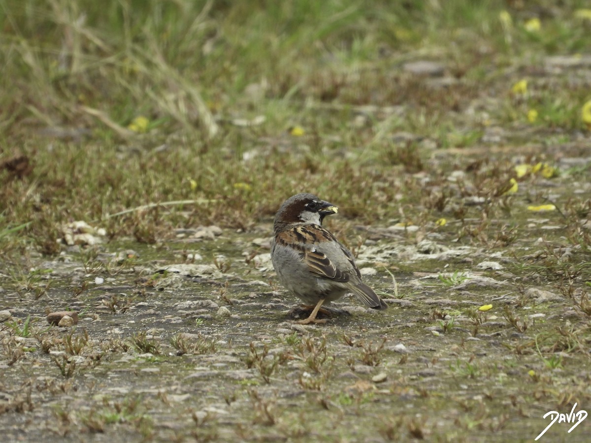 House Sparrow - ML619616861