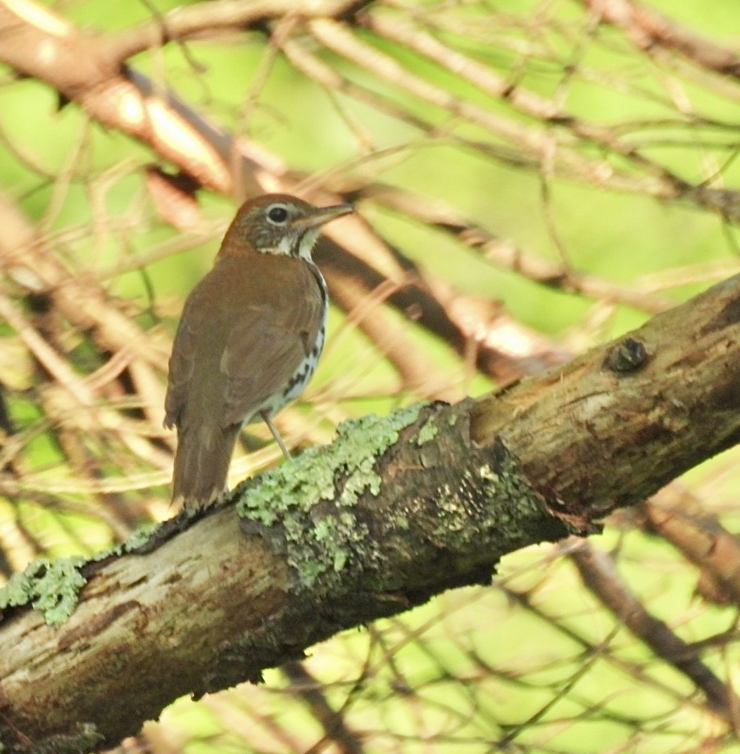 Wood Thrush - Sarah Carmichael