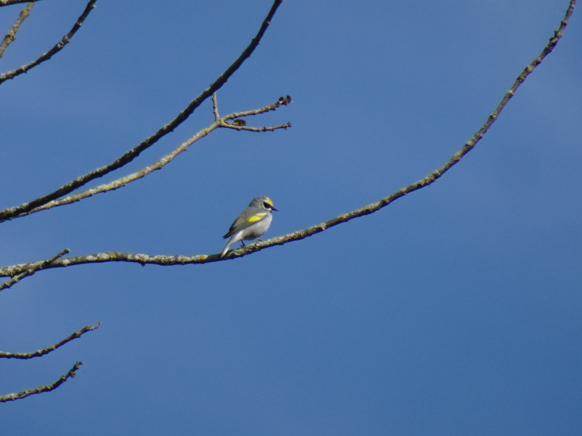 Golden-winged Warbler - Barbara O'Neill