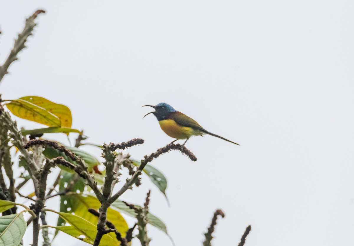 Green-tailed Sunbird - Arun Raghuraman