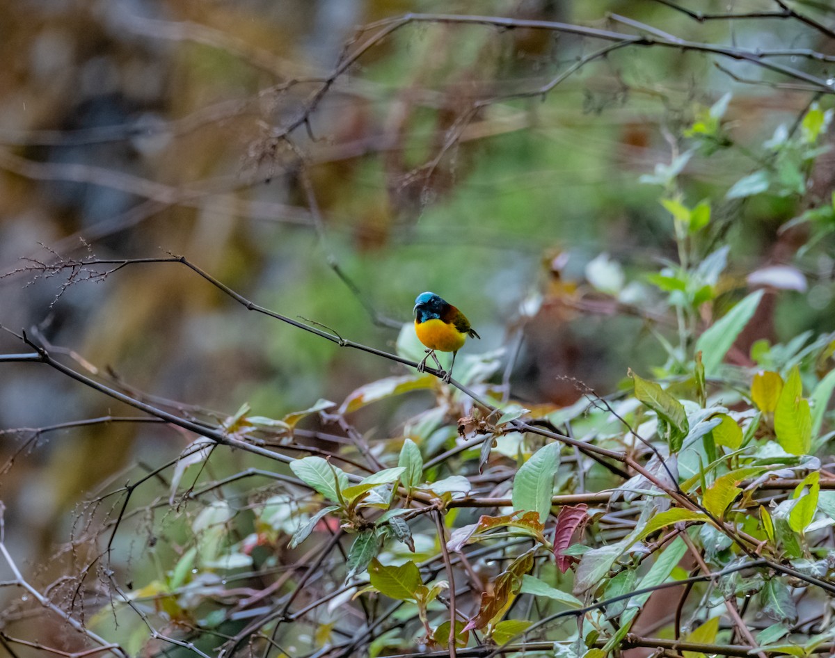 Green-tailed Sunbird - Arun Raghuraman