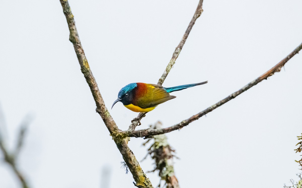 Green-tailed Sunbird - Arun Raghuraman