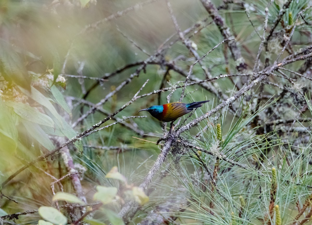 Green-tailed Sunbird - Arun Raghuraman