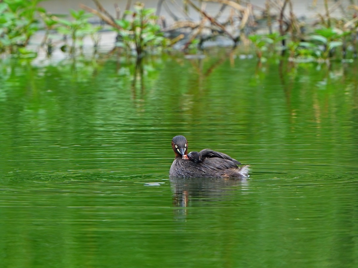 Little Grebe - Mei Hsiao