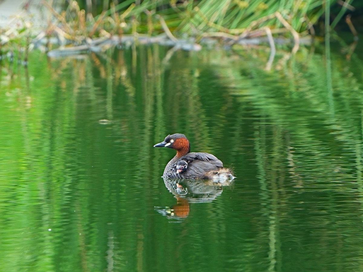 Little Grebe - Mei Hsiao