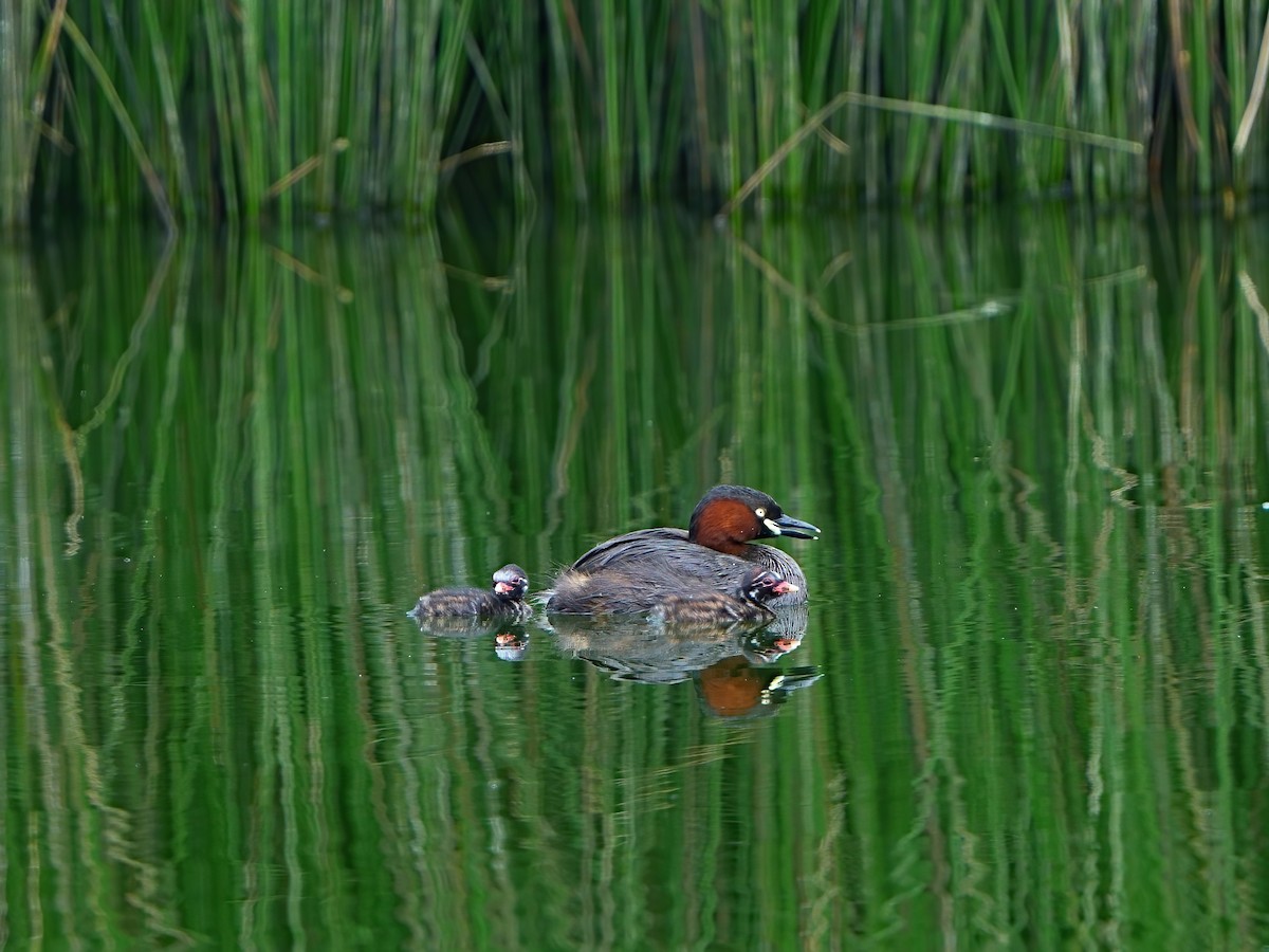 Little Grebe - Mei Hsiao