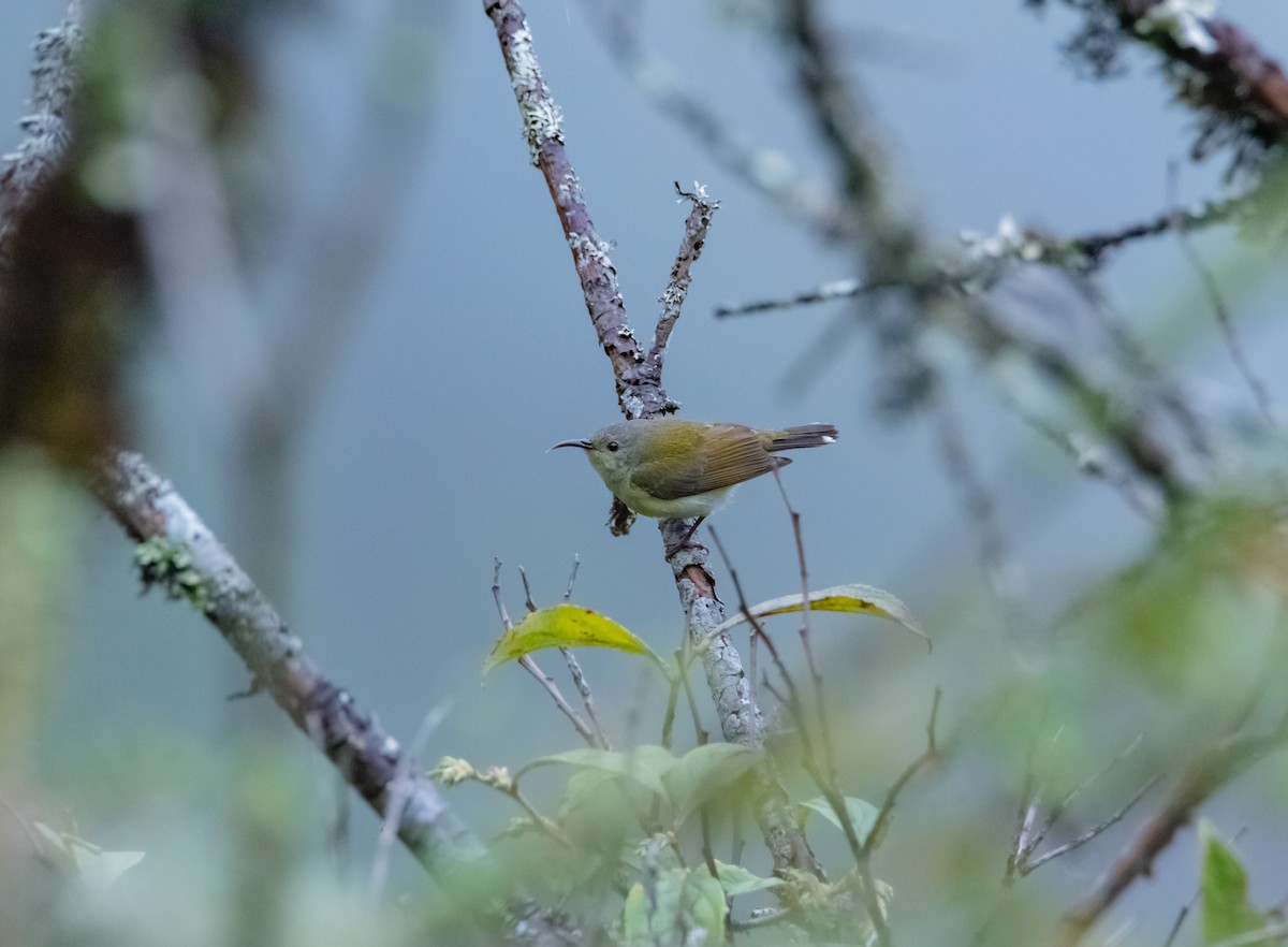 Mrs. Gould's Sunbird - ML619616879