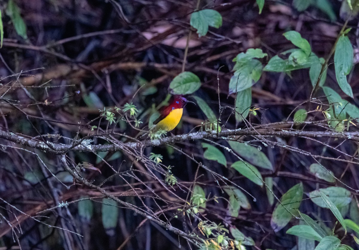 Mrs. Gould's Sunbird - ML619616880