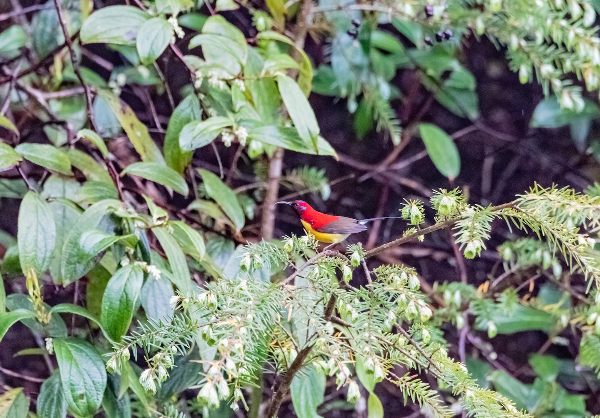 藍喉太陽鳥 - ML619616881