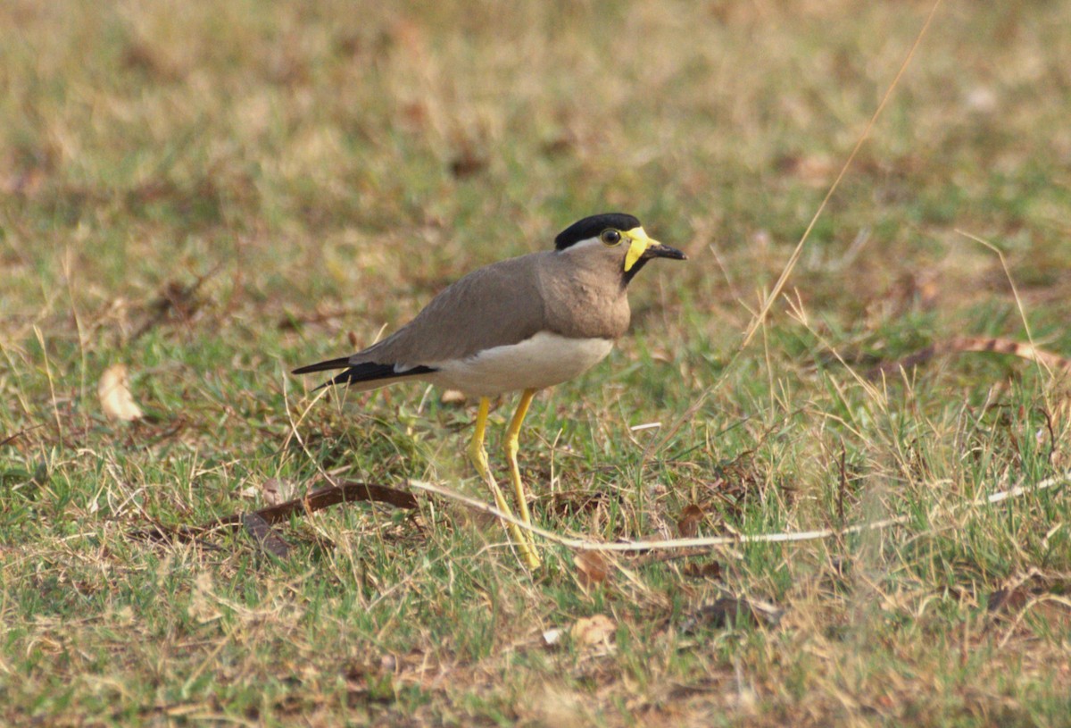 Yellow-wattled Lapwing - Amar Narayan