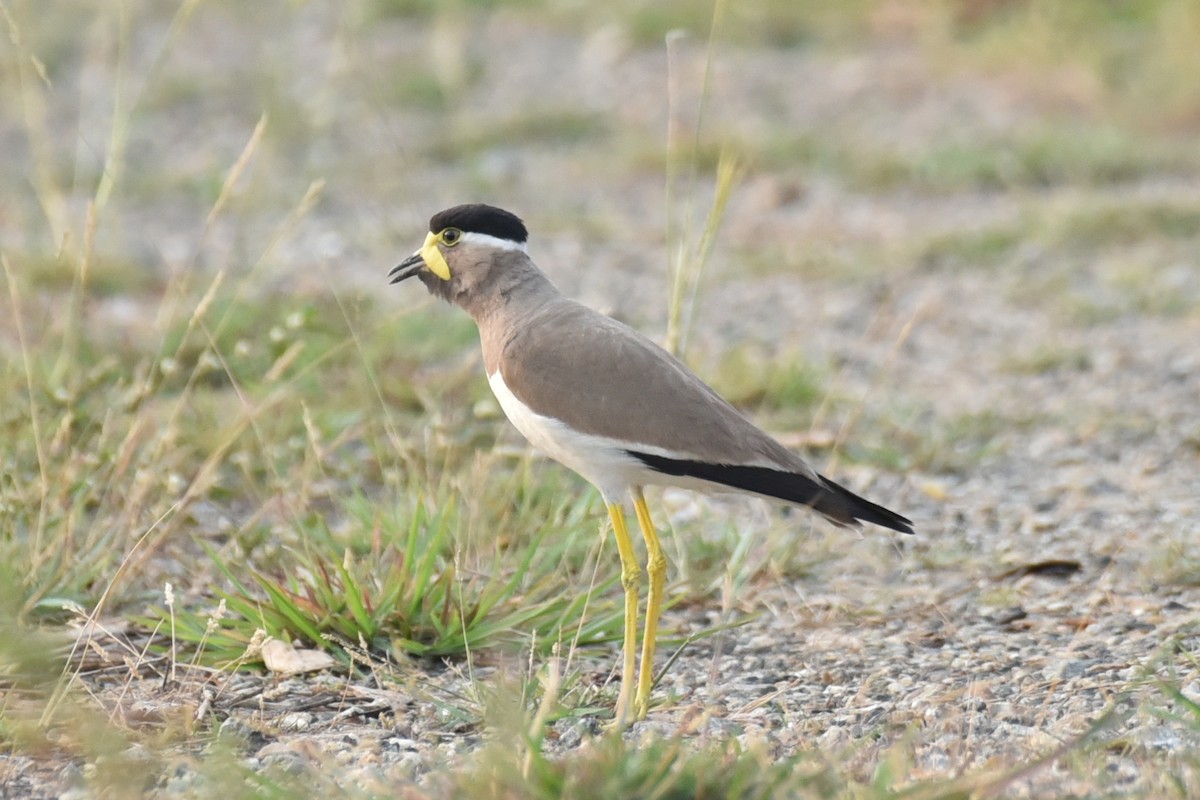 Yellow-wattled Lapwing - Amar Narayan